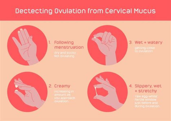 Should be ovulating but test is negative?
