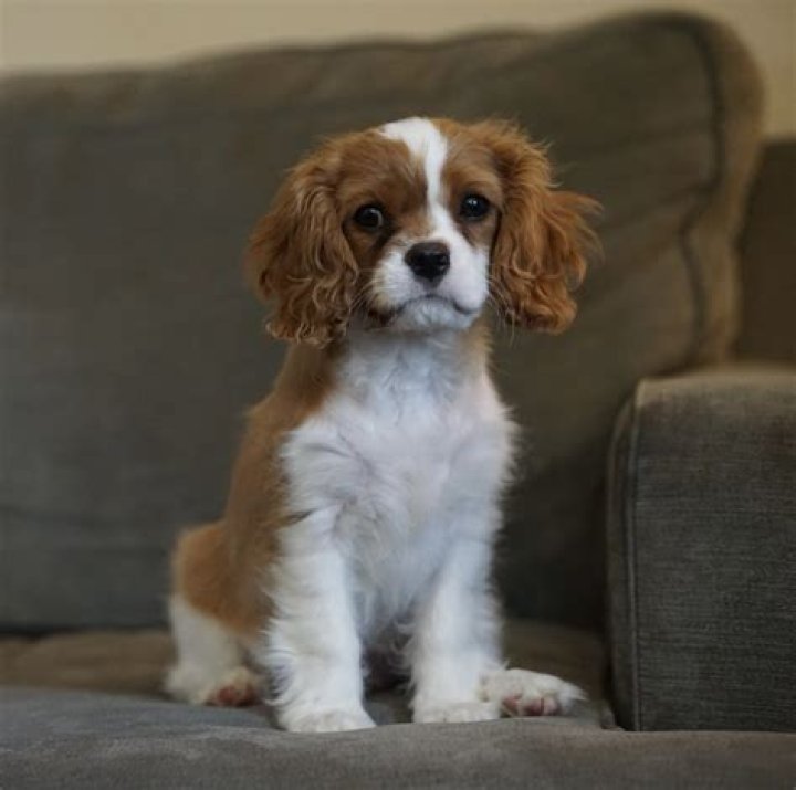Should cavalier king charles spaniels be clipped?