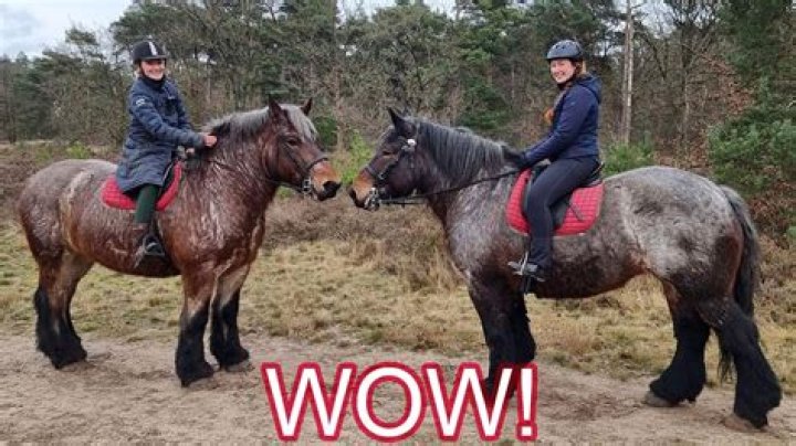 Should horses be ridden in hot weather?