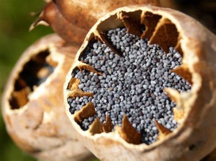 Should i cold stratify poppy seeds?