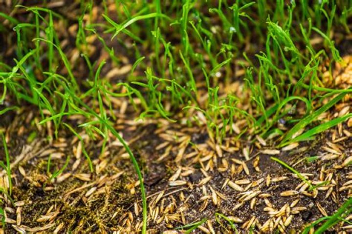 Should i cover grass seed with hay?