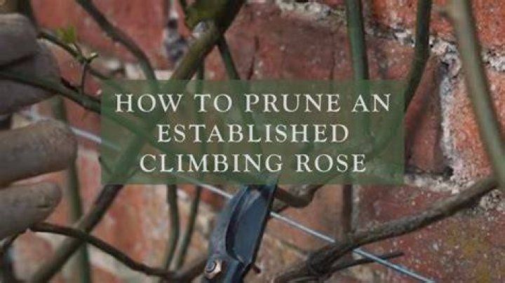 Should i cut back a climbing rose?