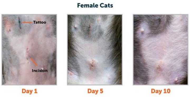 Should i get my kitten neutered?