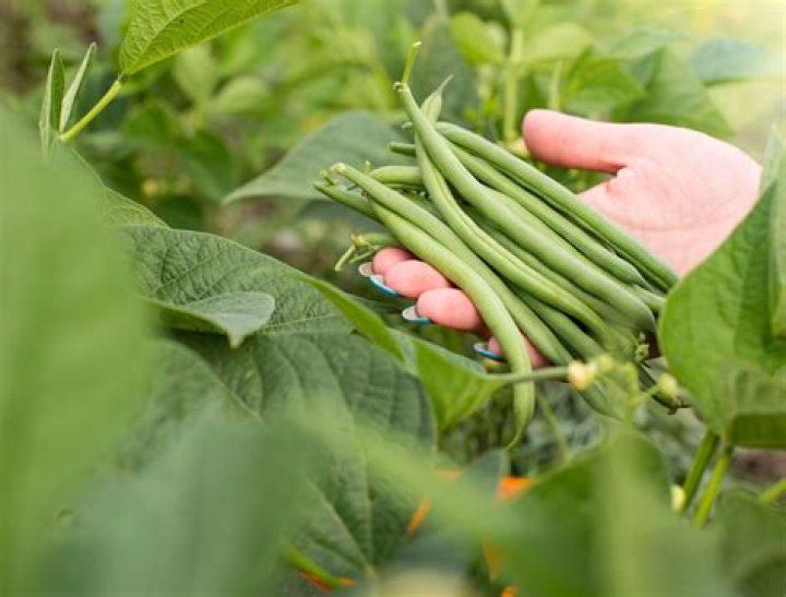 Should i pinch off runner beans?