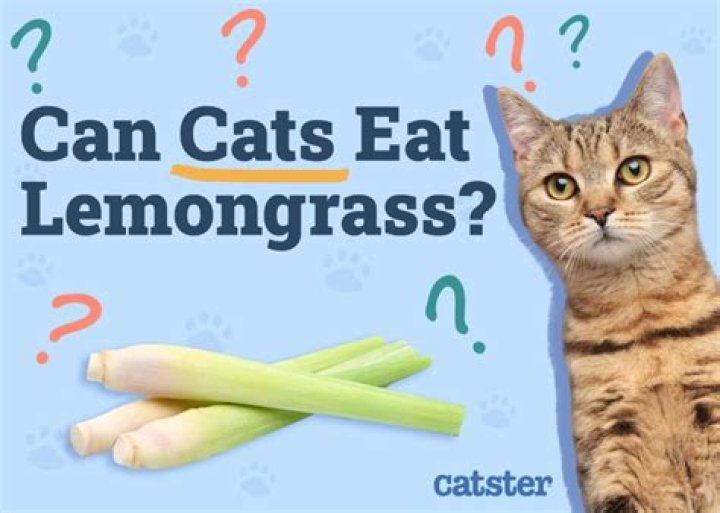 Should i refrigerate lemongrass?