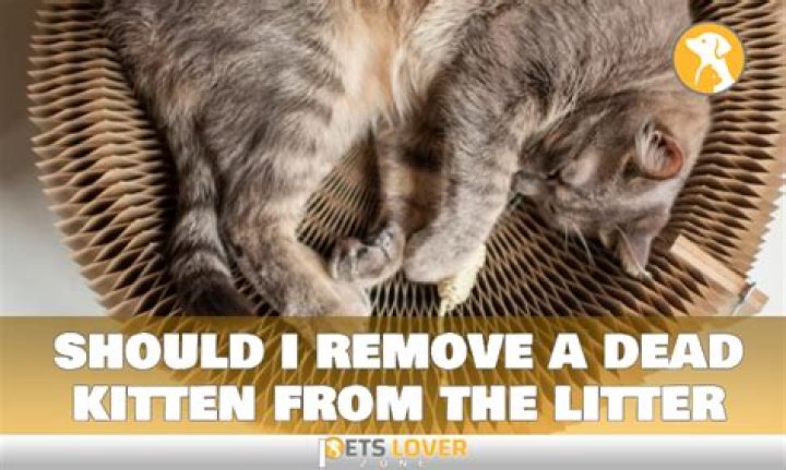 Should i remove a dead kitten from the litter?