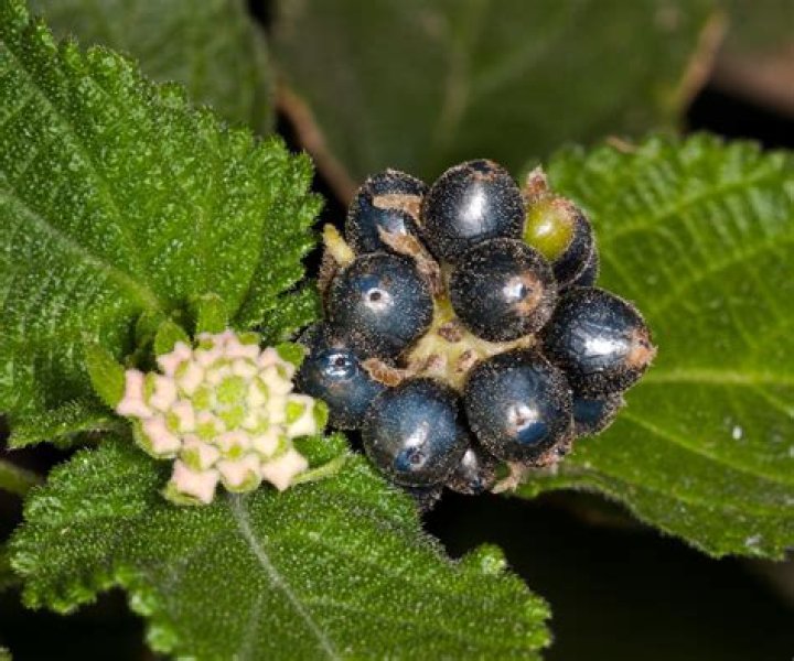 Should i remove lantana seed pods?