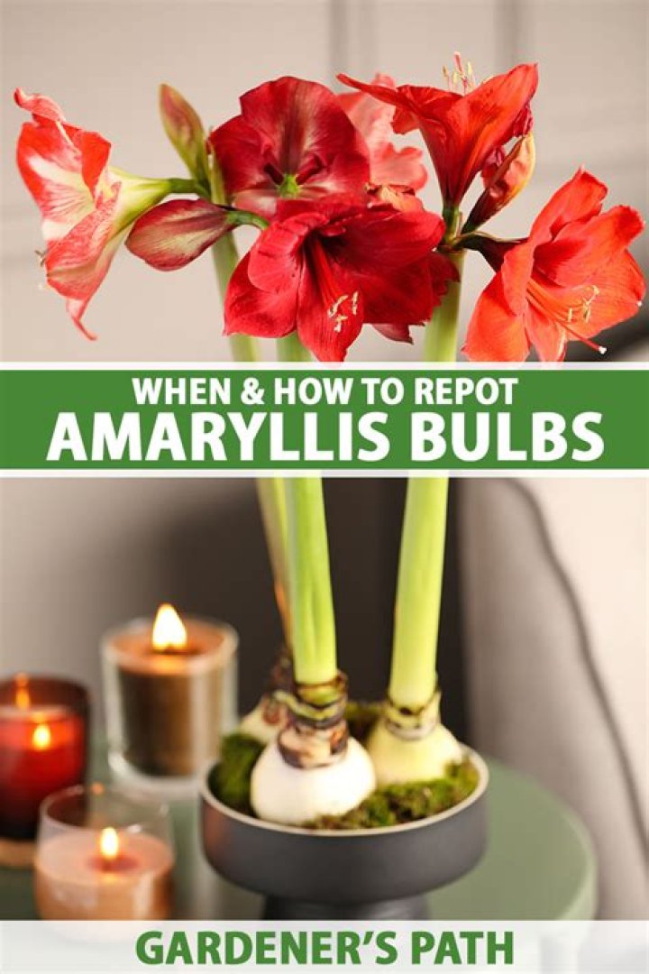 Should i repot my amaryllis?