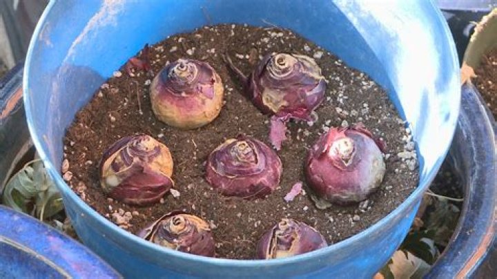 Should i soak tulip bulbs before planting?