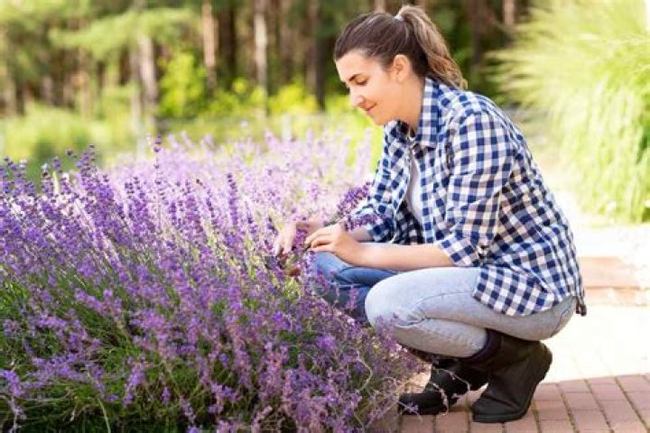Should lavender be deadheaded?