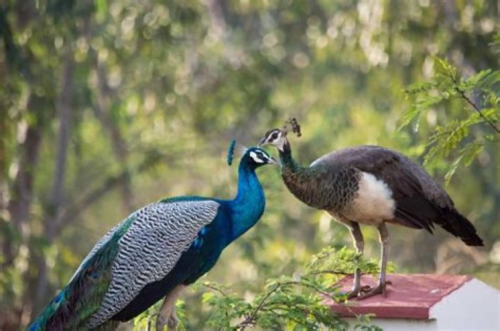 Should peacocks be in pairs?