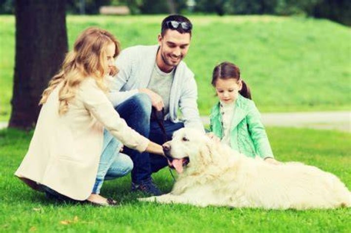 Should strangers pet your dog?
