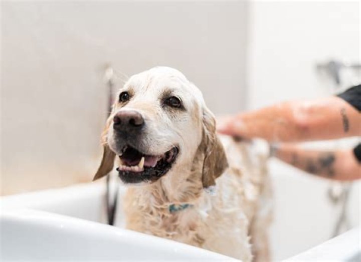 Should you bathe a dog with mange?