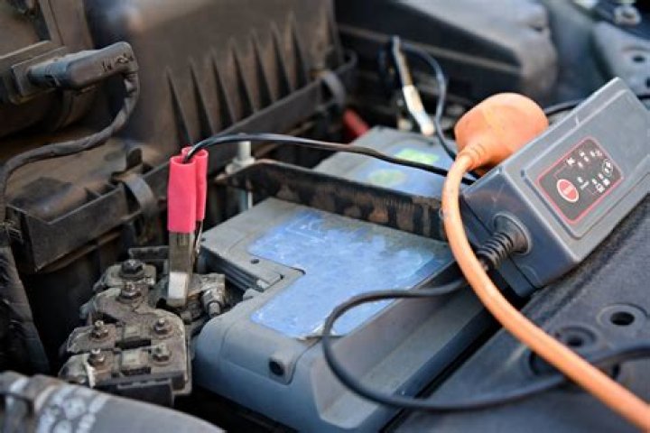 Should you charge a coyote?