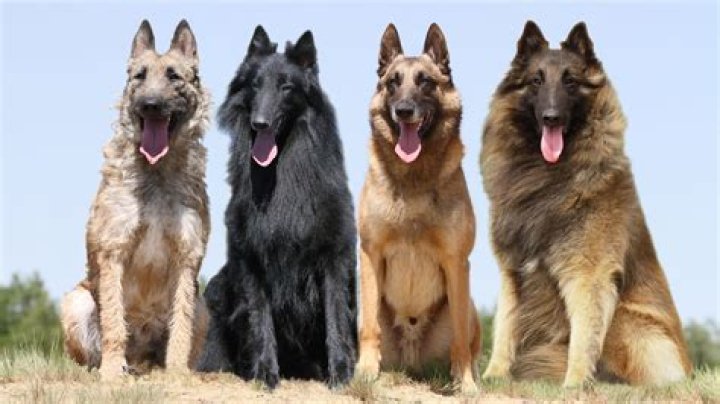 Should you clip a belgian shepherd?