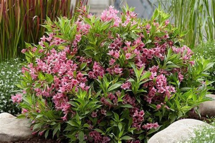 Should you cut back weigela?
