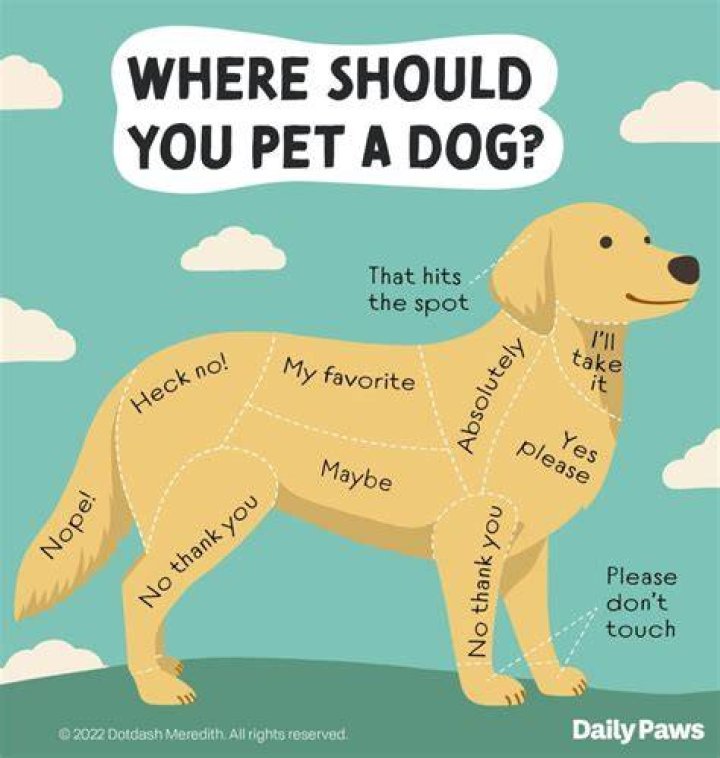 Should you get your dog snipped?