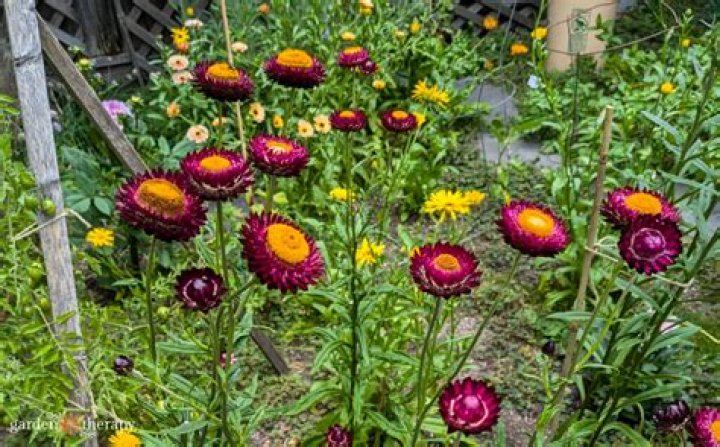Should you pinch strawflower?