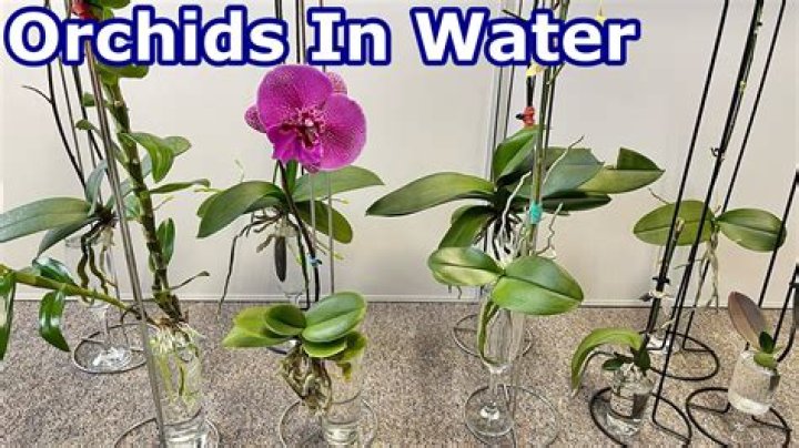 Should you transplant orchids?