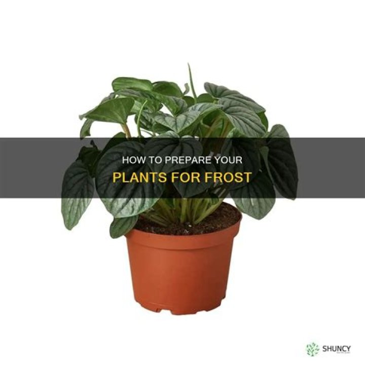 Should you water plants before a frost?