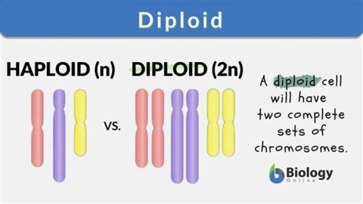 Was does diploid mean?
