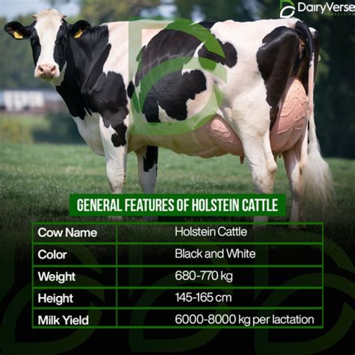 Was does steer mean?