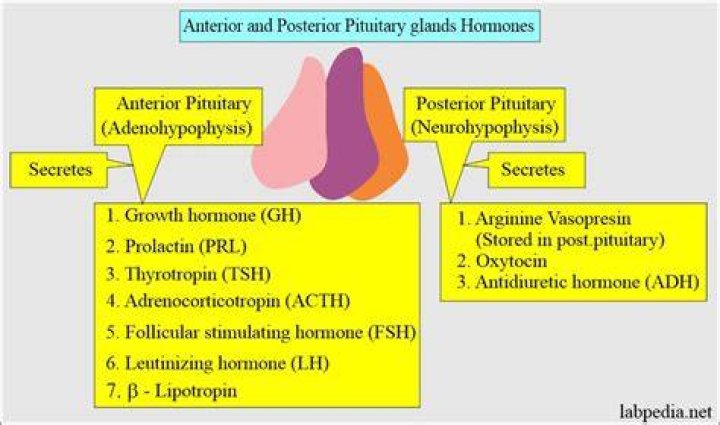 Was prolactin produced in the anterior pituitary gland?