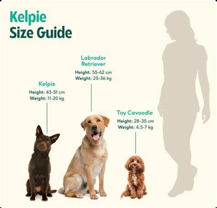 Was red dog a kelpie?