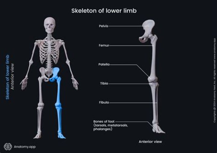 Were are your limbs?
