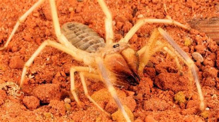 Were do camel spiders live?