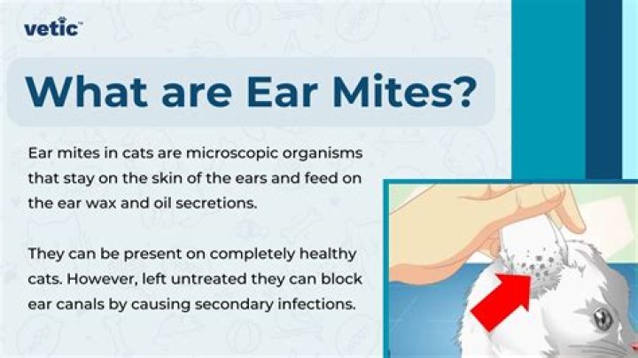 Were do mites come from?