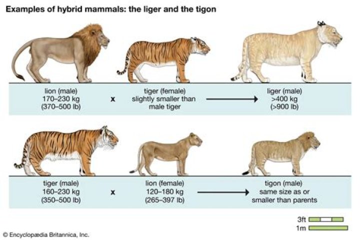 Were does a liger live?