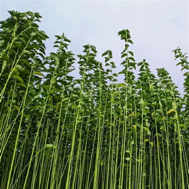 Were is jute grown?
