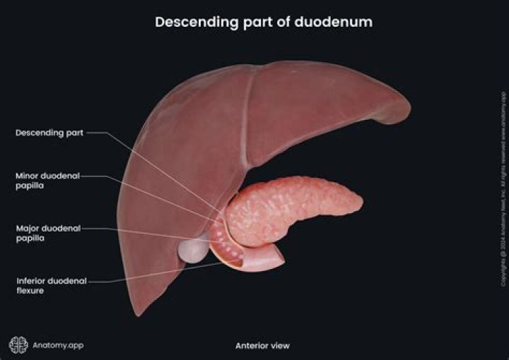 Were is the duodenum located?