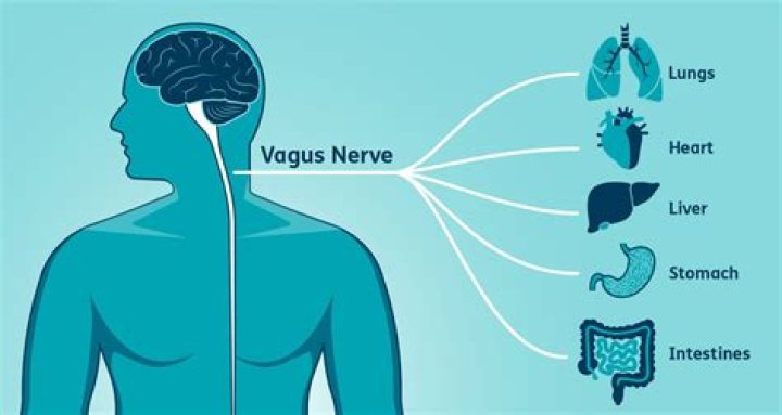 Were is your vagus nerve?