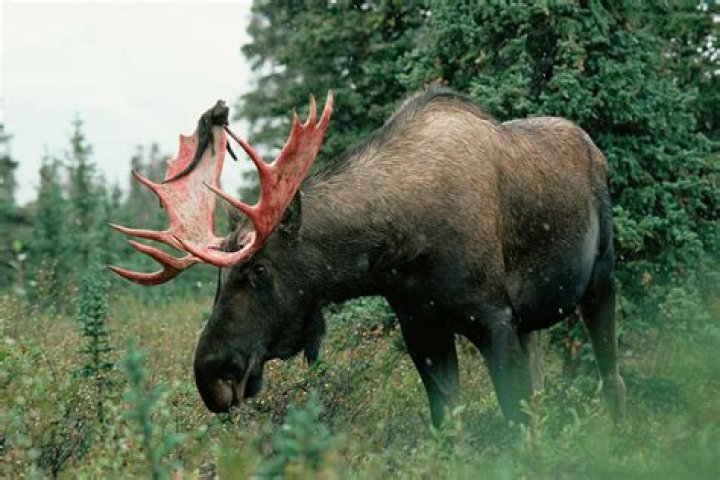 Were moose native to colorado?