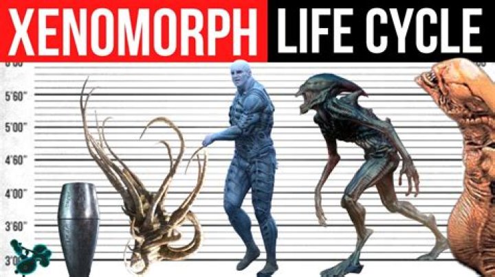 What's the difference between a xenomorph and neomorph?
