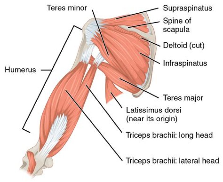 What abducts the humerus?
