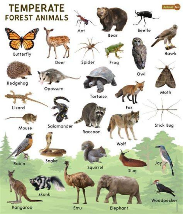 What animals live in the temperate forest?