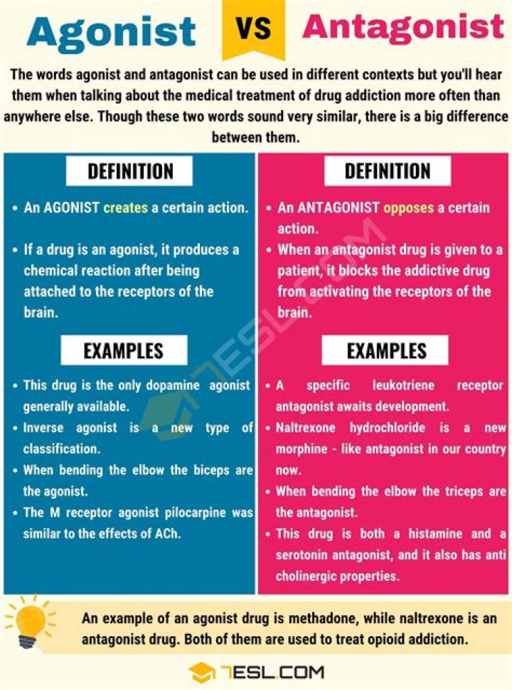 What are agonists and antagonists?