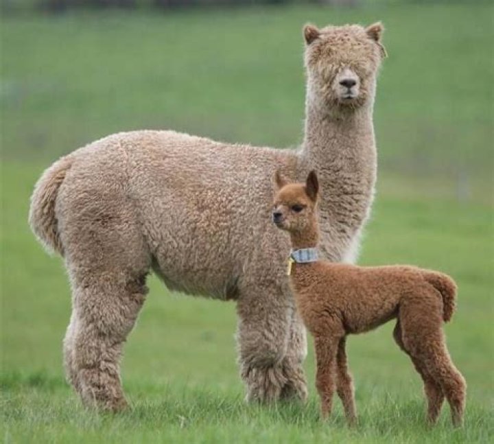 What are baby alpacas called?