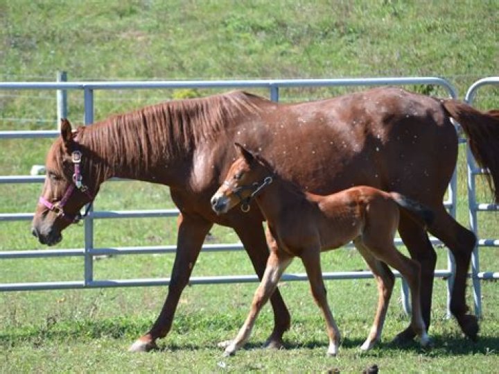 What are birdcatcher spots on horses?