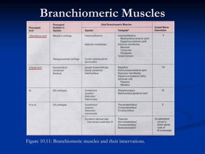 What are branchiomeric muscles?