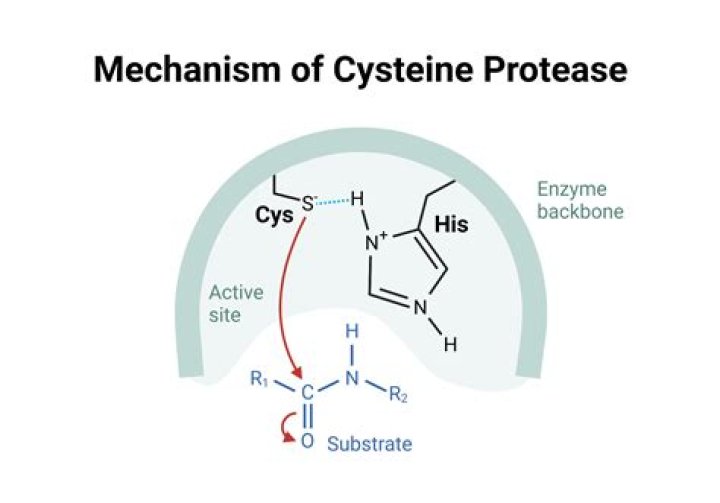 What are cysteine proteases?