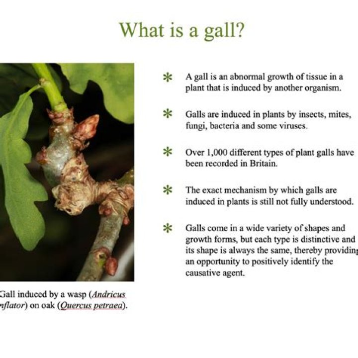 What are galls on trees?