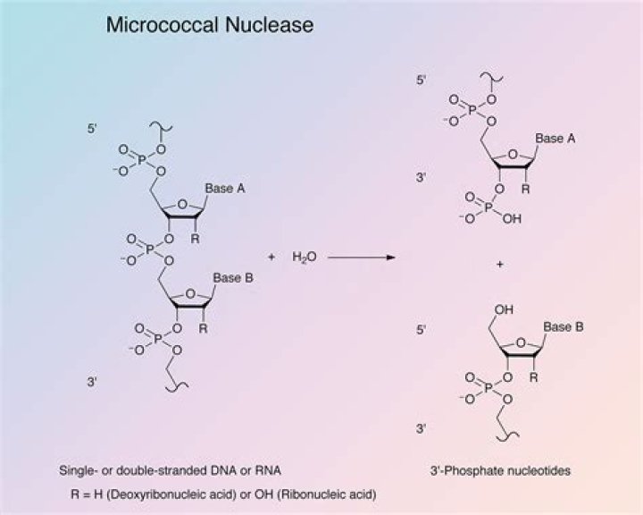 What are micrococcal nuclease?