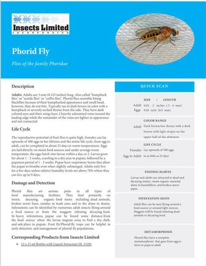 What are phorid flies attracted to?