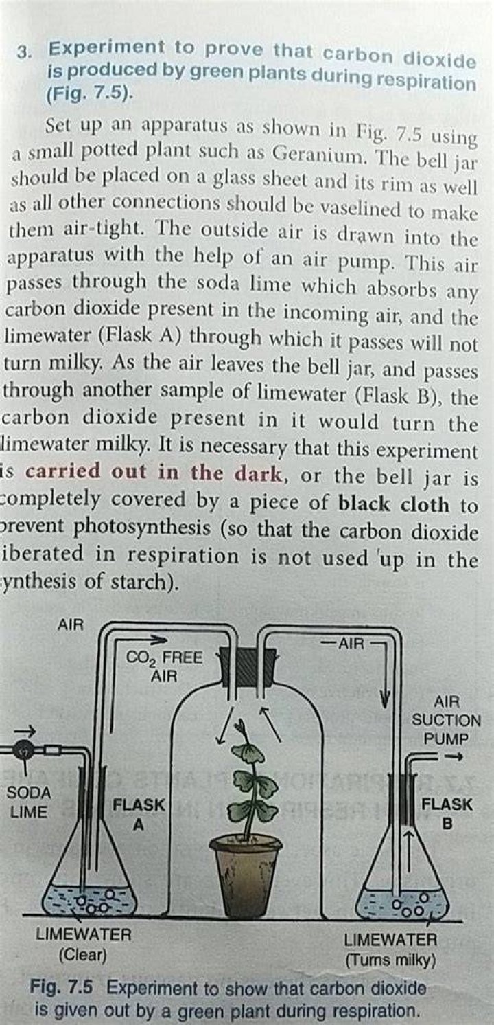 What are polyester fluffs used in this experiment?