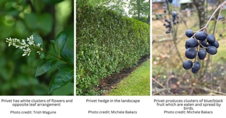 What are privet plants?