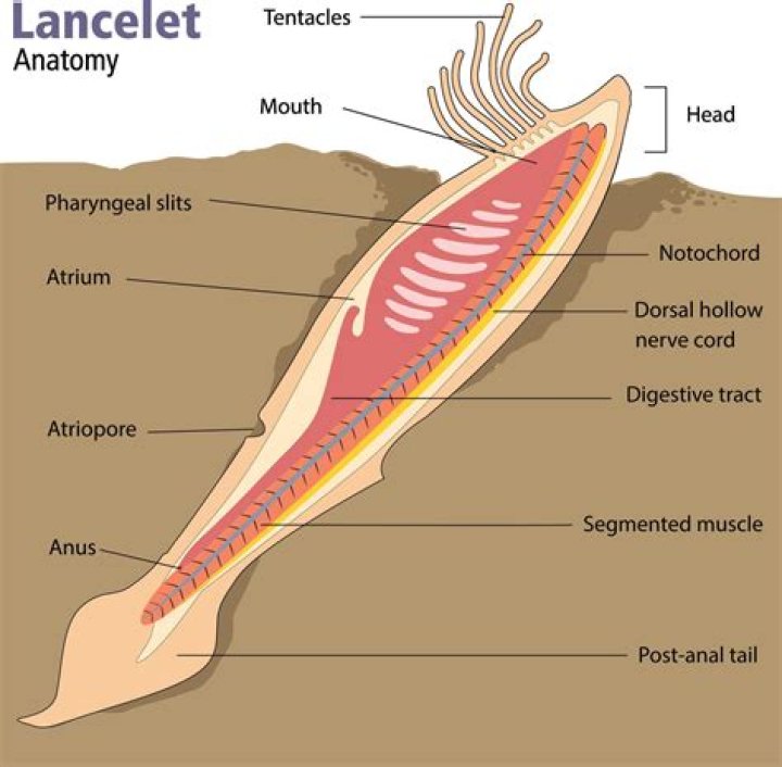 What are some characteristics of lancelet?
